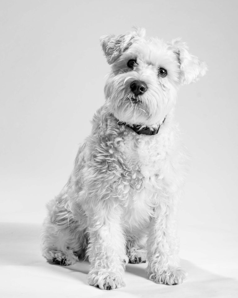 A portrait of a small white dog.